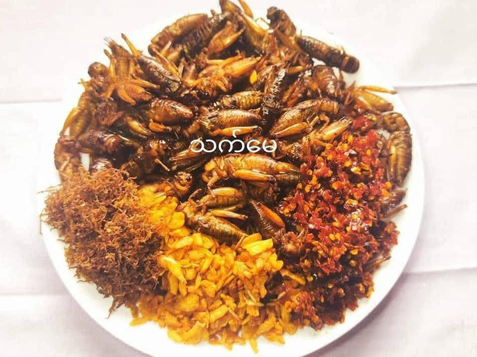 သက်မေ ပုရစ်ကြော် x အကောင် ၁၀၀ (အမဥပါသီးသန့်)