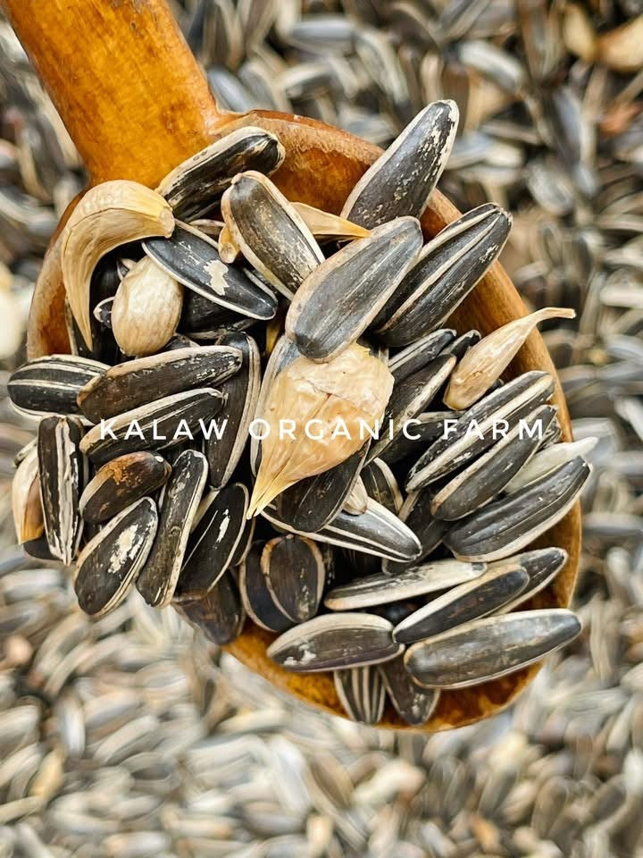 Kalaw Organic Farm နေကြာစေ့လှော်