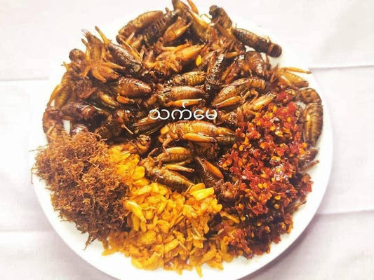 သက်မေ ပုရစ်ကြော် x အကောင် ၁၀၀ (အမဥပါသီးသန့်)